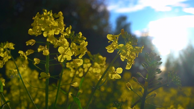 油菜花2020视频素材