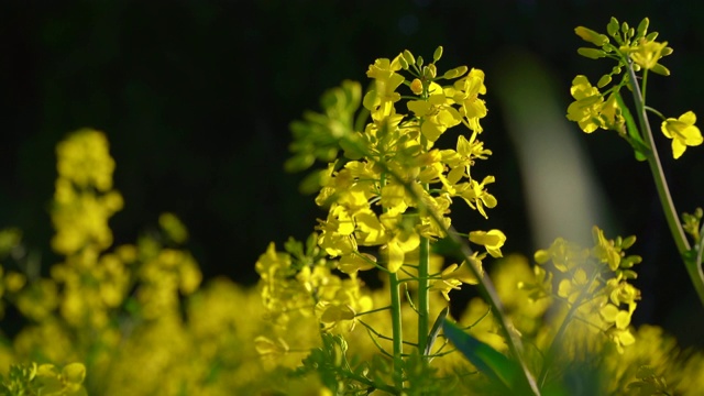 油菜花2020视频素材