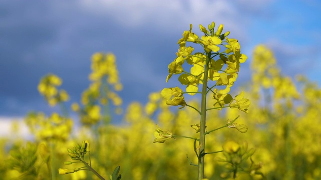 油菜花2020视频素材