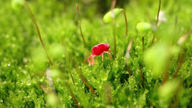 恙螨科，被称为红丝绒螨，真丝绒螨，或雨虫，是一种发现于土壤垃圾中的蛛形纲动物，以其明亮的红色而闻名。视频素材