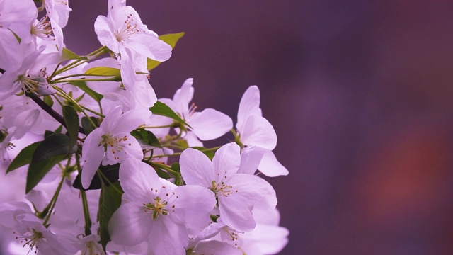 苹果树开花的视频。春天的背景。白苹果花在风中轻轻摇曳。视频素材