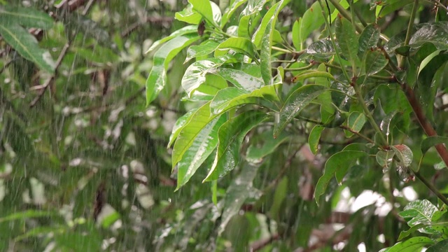 雨点落在树叶上视频素材