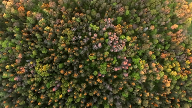 在森林上空，在夕阳的余晖中飞翔。美丽多彩的野生动物景观全景视频素材