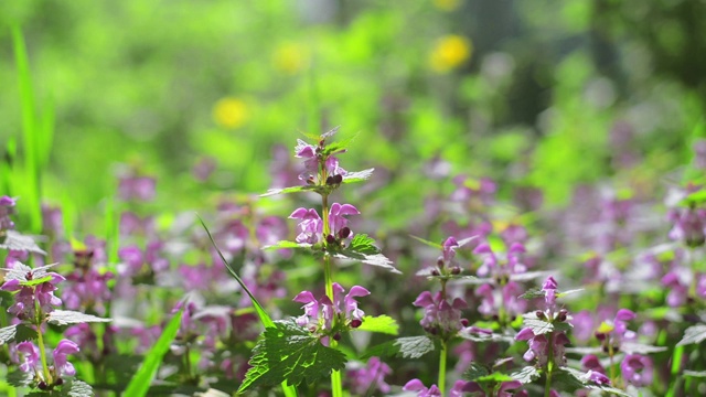 紫红色聋荨麻，紫色聋荨麻，红色死荨麻，紫色死荨麻视频素材