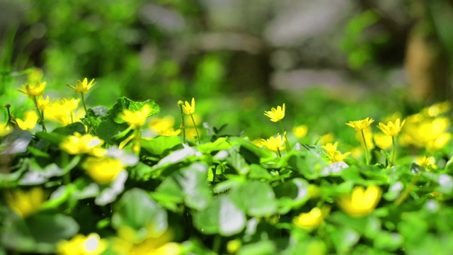 特写春黄花在阳光明媚的日子随风摇曳视频素材