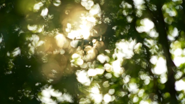 夏季概念抽象模糊背景。阳光穿过树叶。慢动作镜头视频素材