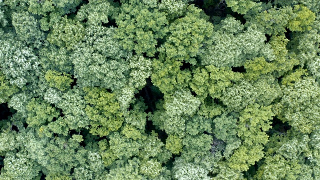 一架无人机从空中拍摄了茂密的森林视频素材