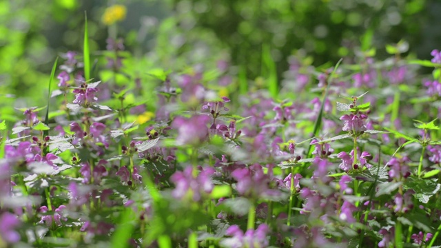 紫红色聋荨麻，紫色聋荨麻，红色死荨麻，紫色死荨麻视频素材