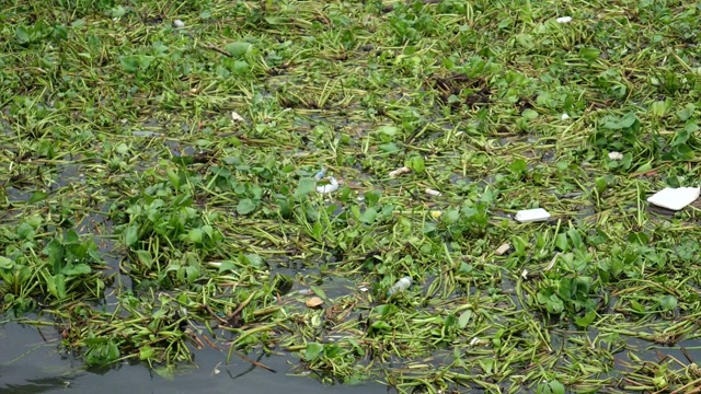 水葫芦和垃圾漂浮视频素材