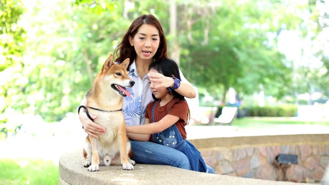 春天的时候，妈妈和女儿们在公园里和日本柴犬玩耍。视频素材