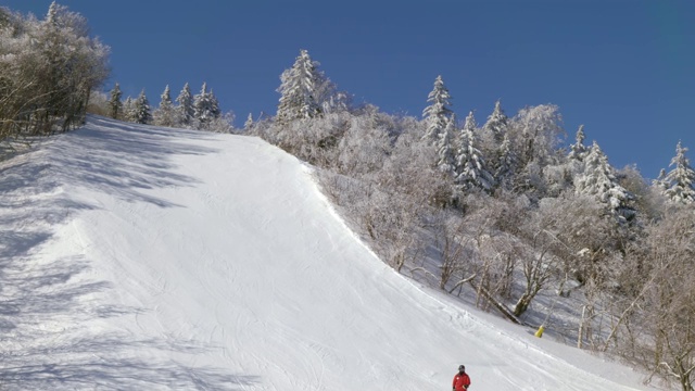 滑雪者在树木被雪覆盖的斜坡上视频素材