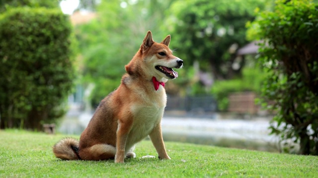 宠物情人。日本柴犬春天在公园繁殖视频素材