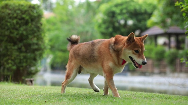 宠物情人。日本柴犬春天在公园繁殖视频素材