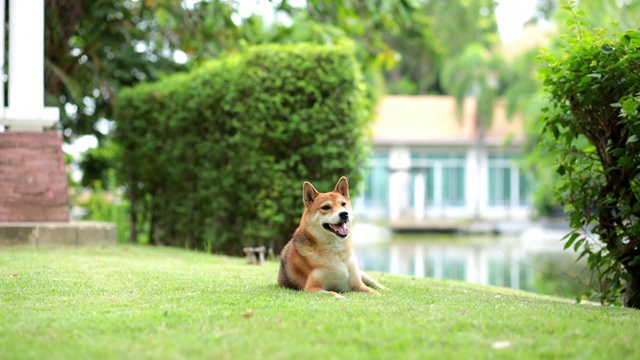 宠物情人。日本柴犬春天在公园繁殖视频素材