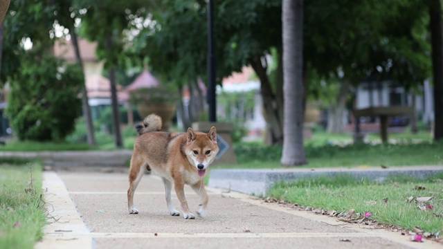 宠物情人。日本柴犬春天在公园繁殖。柴犬是日本斯皮兹犬组的一种犬。视频素材