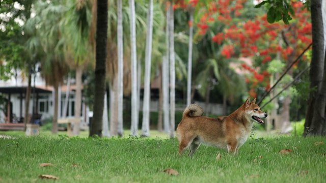 宠物情人。日本柴犬春天在公园繁殖。柴犬是日本斯皮兹犬组的一种犬。视频素材