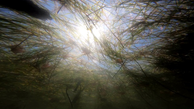 水下景观垃圾漂浮在被污染的水面上视频素材