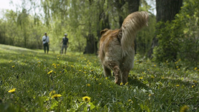 快乐的金毛猎犬视频素材