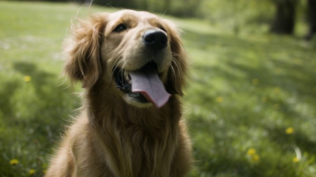 快乐的金毛猎犬在阳光下微笑视频素材