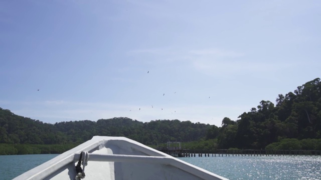 野生鹰，马来西亚兰卡威，海上狩猎之旅视频素材