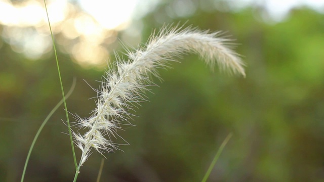 高清镜头，草花。视频素材