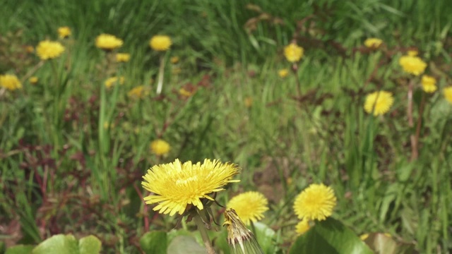 蒲公英背部的花视频素材