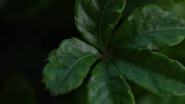 照射在观赏植物上的光视频下载