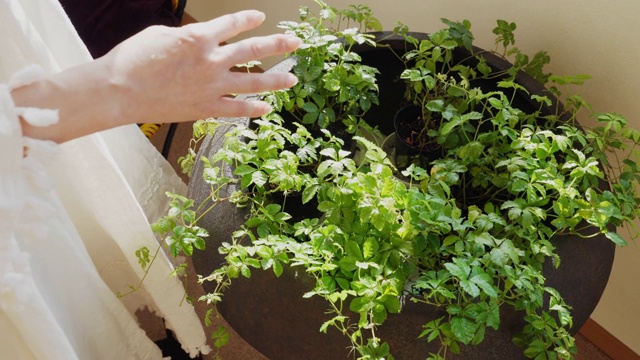 一个女人在她的起居室里照料装饰性的植物视频下载