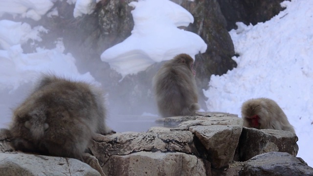 日本雪猴坐在温泉边视频素材