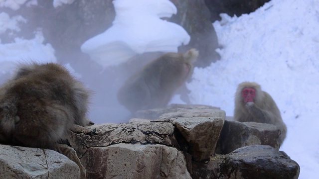 日本雪猴坐在温泉边视频素材