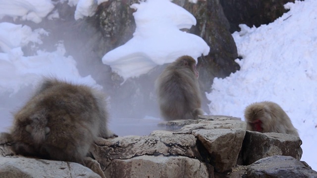 日本雪猴坐在温泉边视频素材