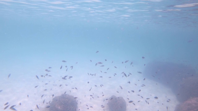 许多小鱼在有沙质海床和珊瑚、反光表面的清澈海水中游泳。视频下载