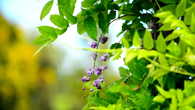 紫藤植物特写。视频素材