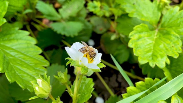 蜜蜂在草莓花中采集花蜜。自然背景。视频素材