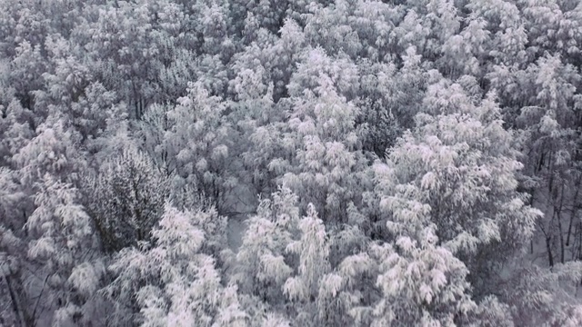 在冬天的雪地里，空中冰冻的松树和冷杉树。许多树,木材。密林鸟瞰图。无人驾驶直升机镜头视频素材