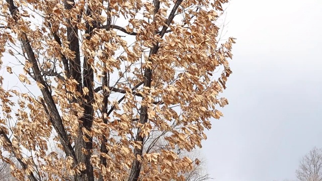 风干的橡树叶视频素材