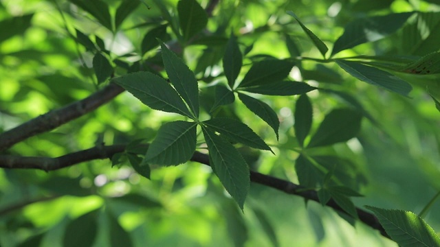 灌木叶中向后滑动运动视频素材