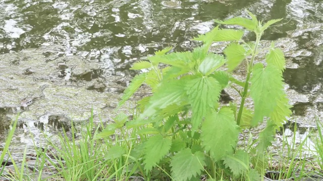 背部有荨麻丛视频素材