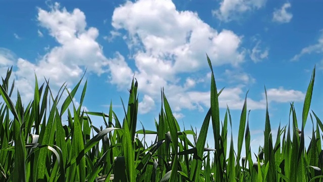 绿色的草和蓝色的天空视频素材