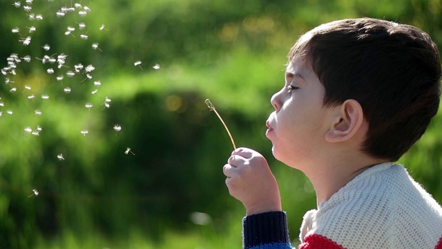 孩子在吹蒲公英视频素材