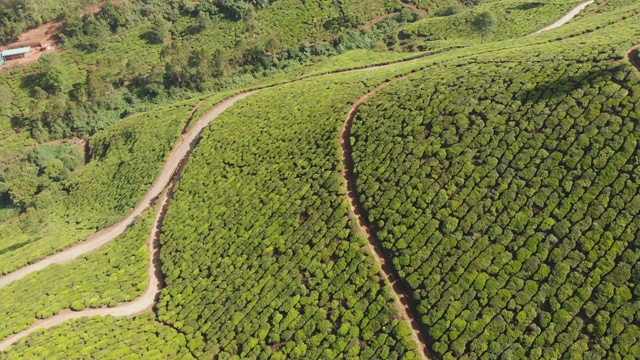 鸟瞰印度茶园。喀拉拉邦。在Matupetty湖附近视频素材