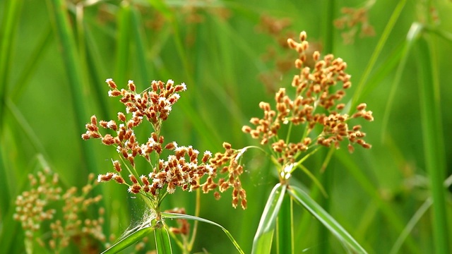 阳光下的小草花视频素材