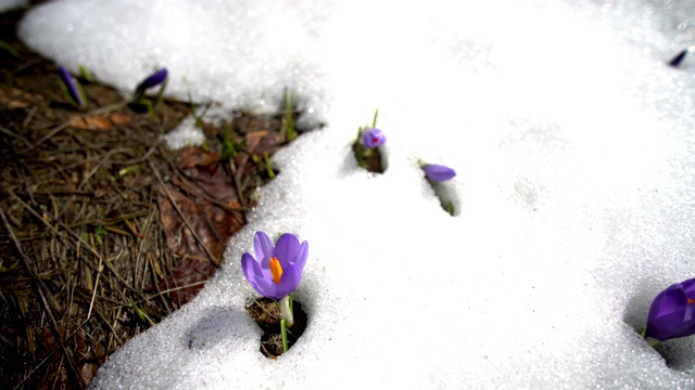 美丽的紫色野生藏红花在雪地里视频素材