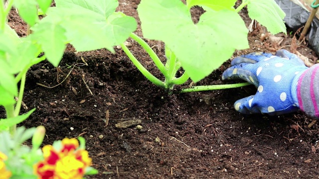 用塑料托盘幼苗在花园里种植南瓜视频素材