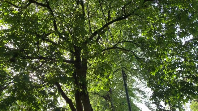 美丽的树冠在风中缓慢地摇摆着，太阳正好穿过视频素材