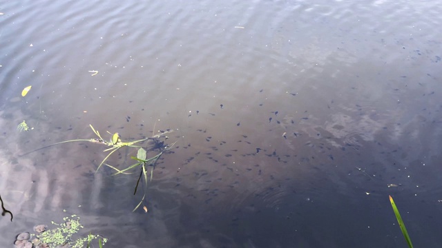 大量的蝌蚪在健康的池塘里游泳视频素材