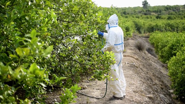 喷雾生态农药。农民穿上防护服，用柠檬树做口罩进行熏蒸。视频素材