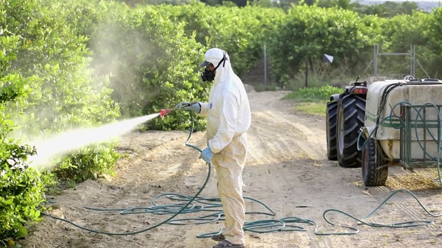 喷雾生态农药。农民穿上防护服，用柠檬树做口罩进行熏蒸。视频素材