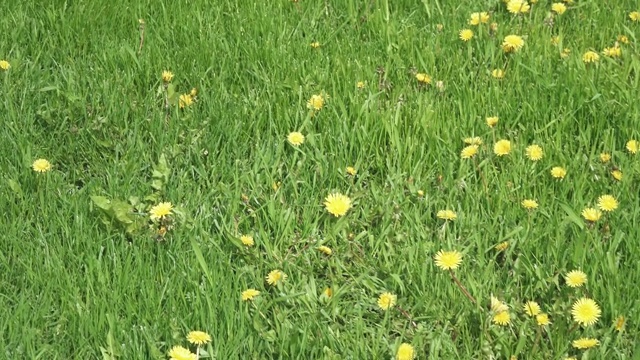 草坪上盛开的蒲公英视频素材