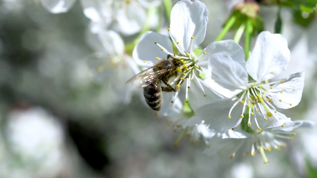 蜜蜂为开花的樱桃树授粉。蜜蜂在花上特写。视频素材